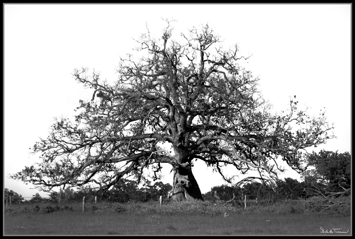 Drought Stricken Oak
