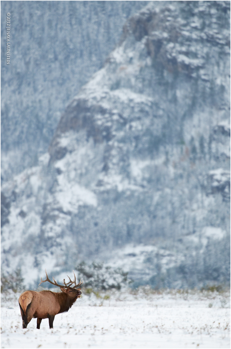 Elk-scape