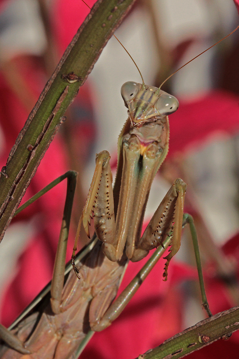 Mantis