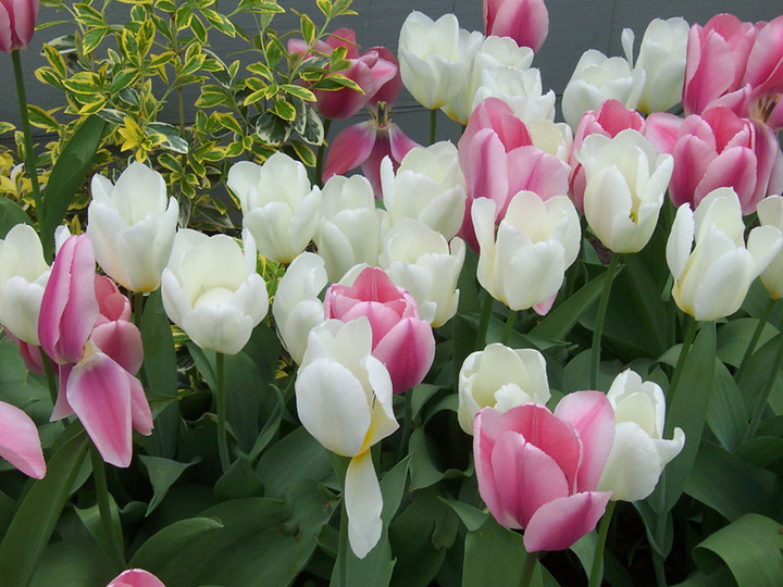tulips