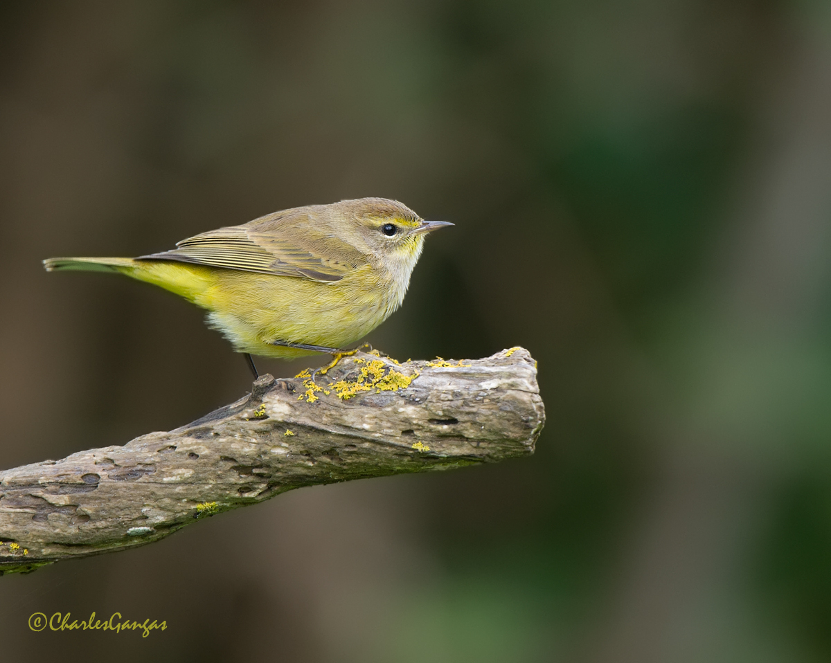 Palm Warbler w/Repost