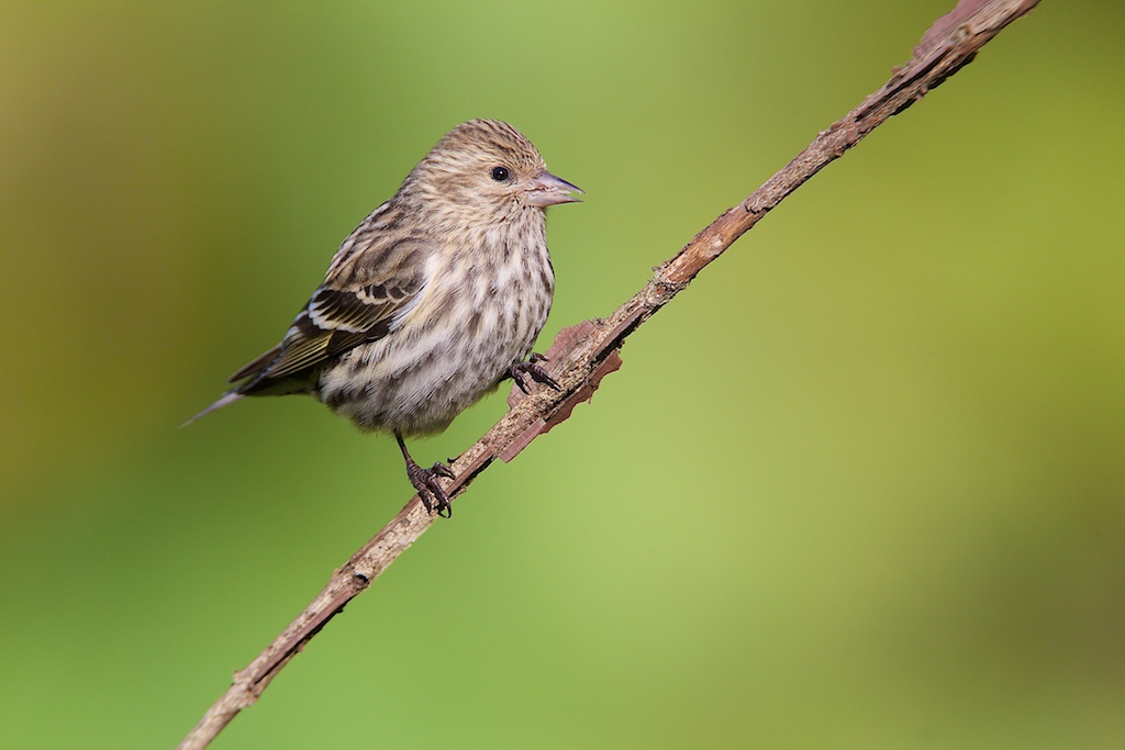 Pine Siskin