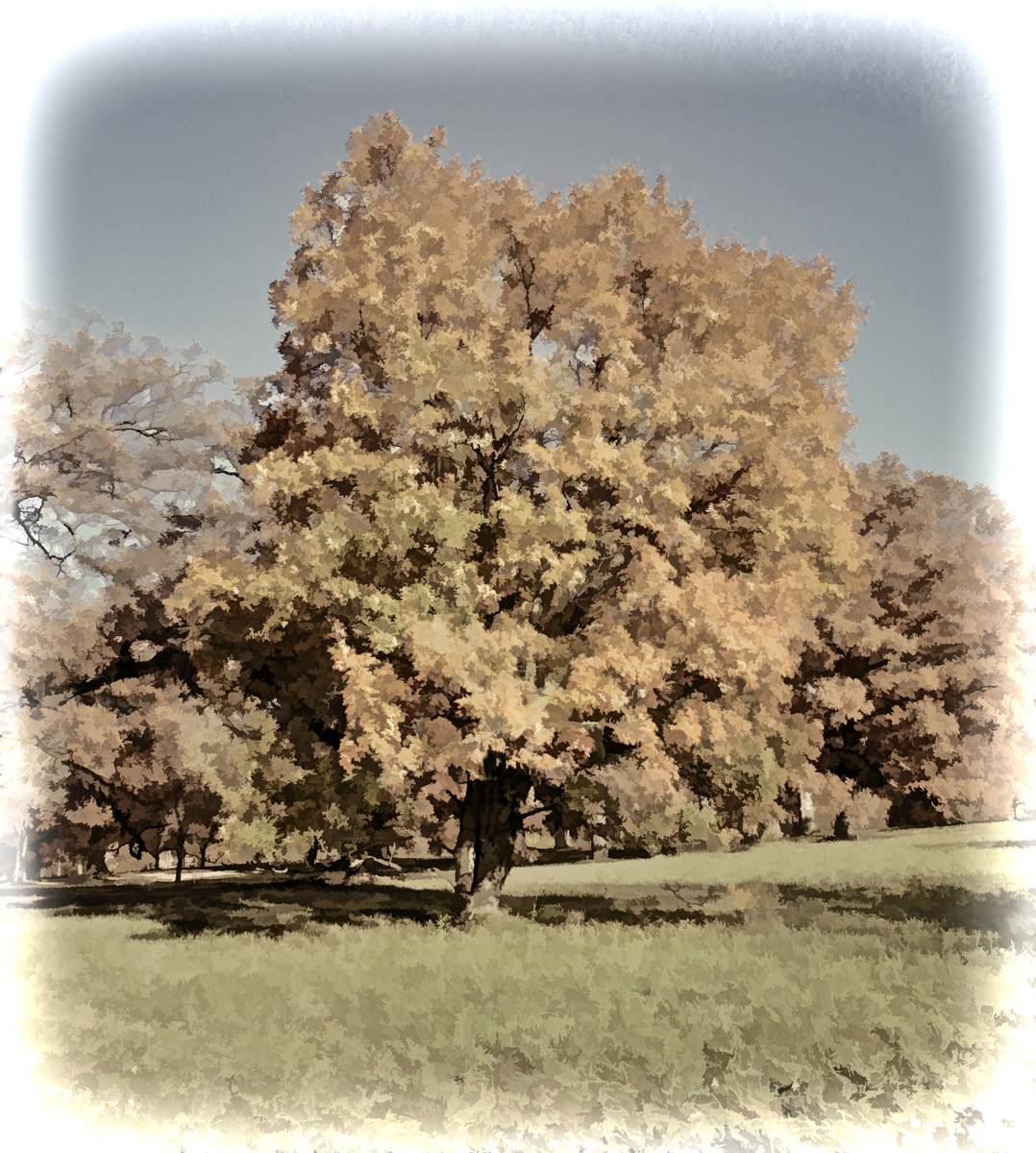 Autumn Tree