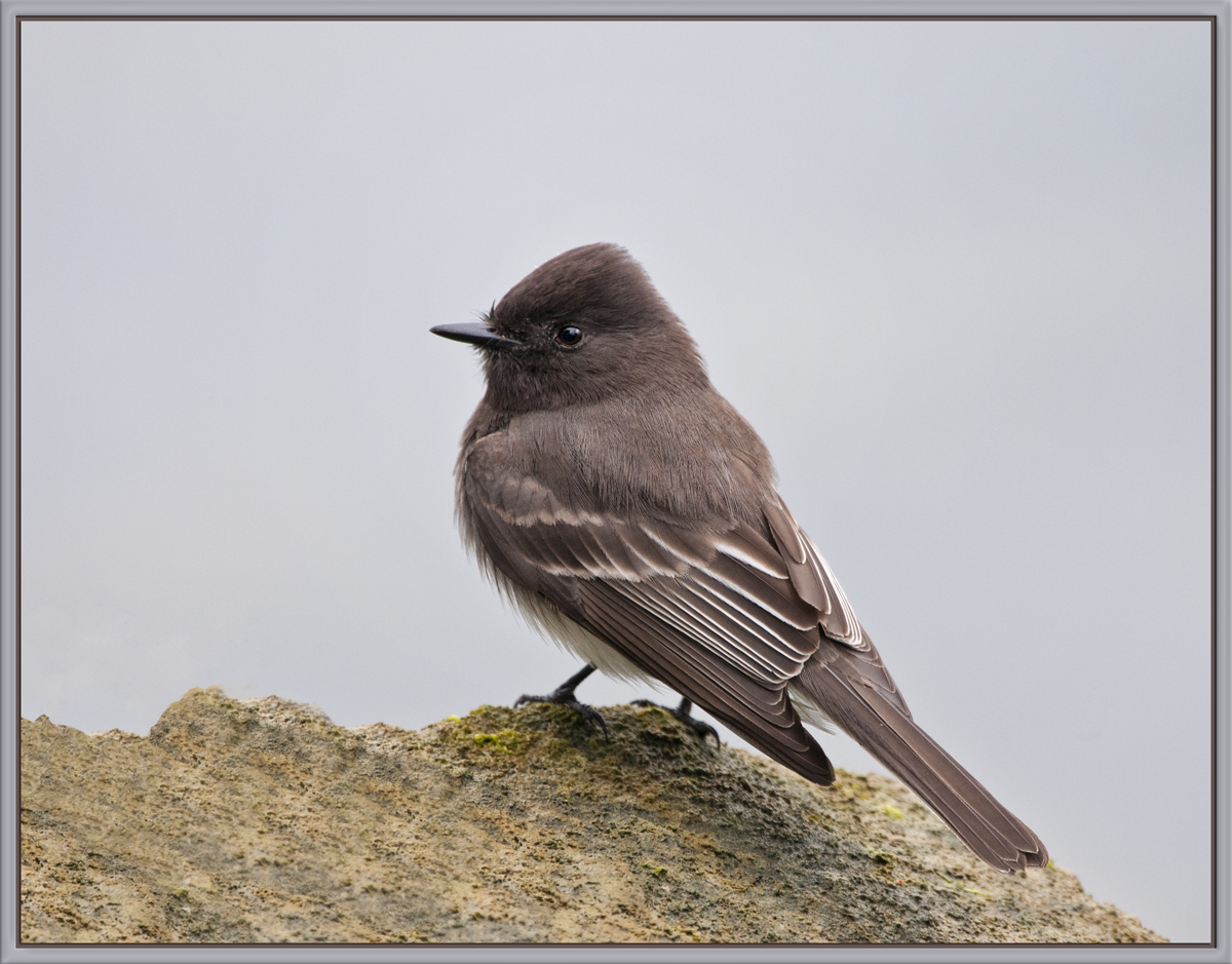 Black Phoebe