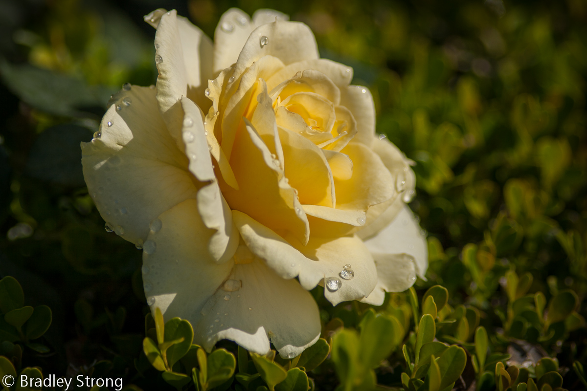 Lazy Rose