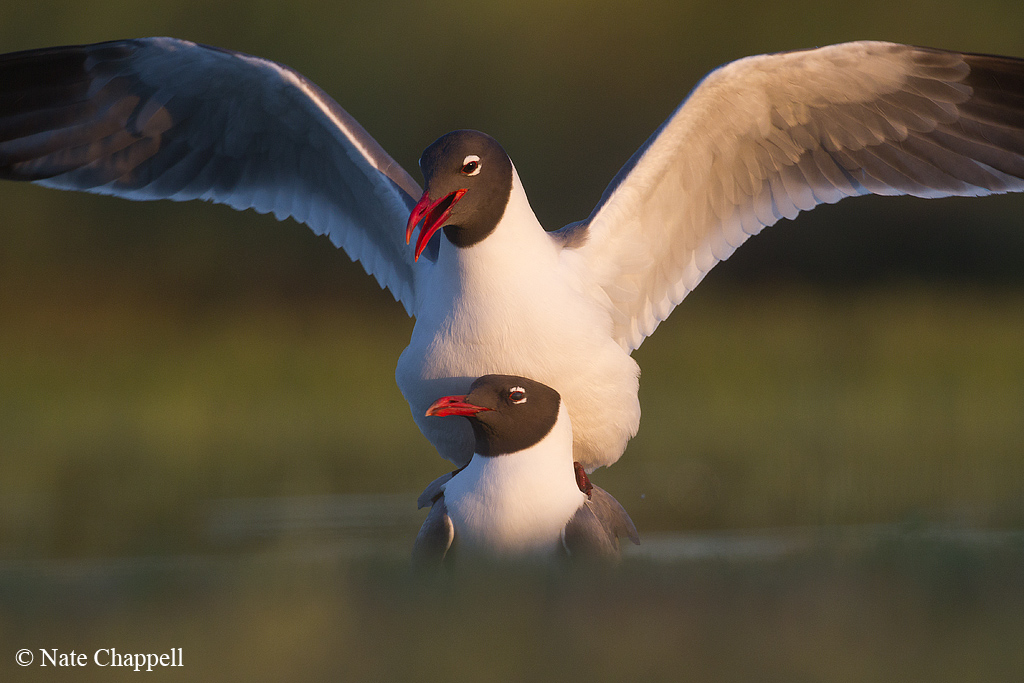Laughing Gulls