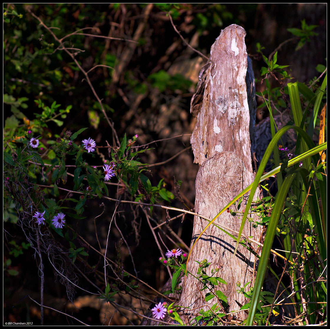 Cypress Knee & Astors