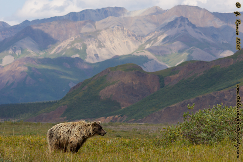 Grizzlyscape