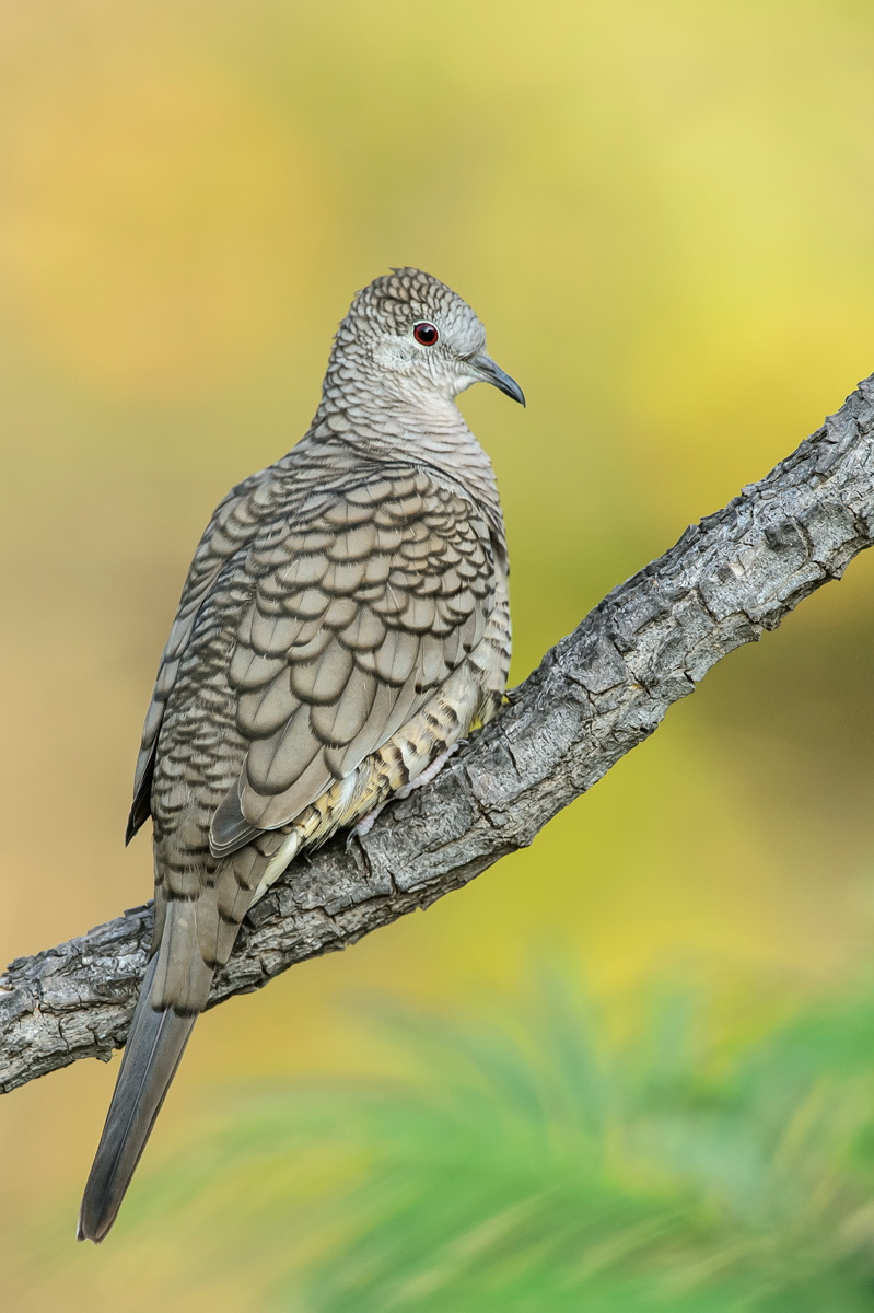 Inca Dove