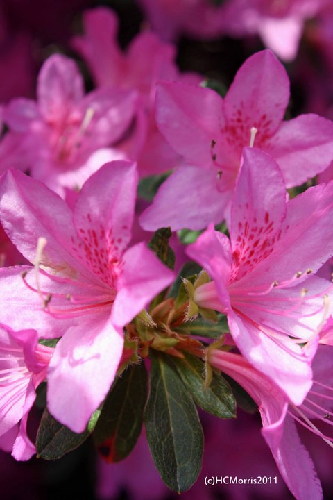 Pink Azalias
