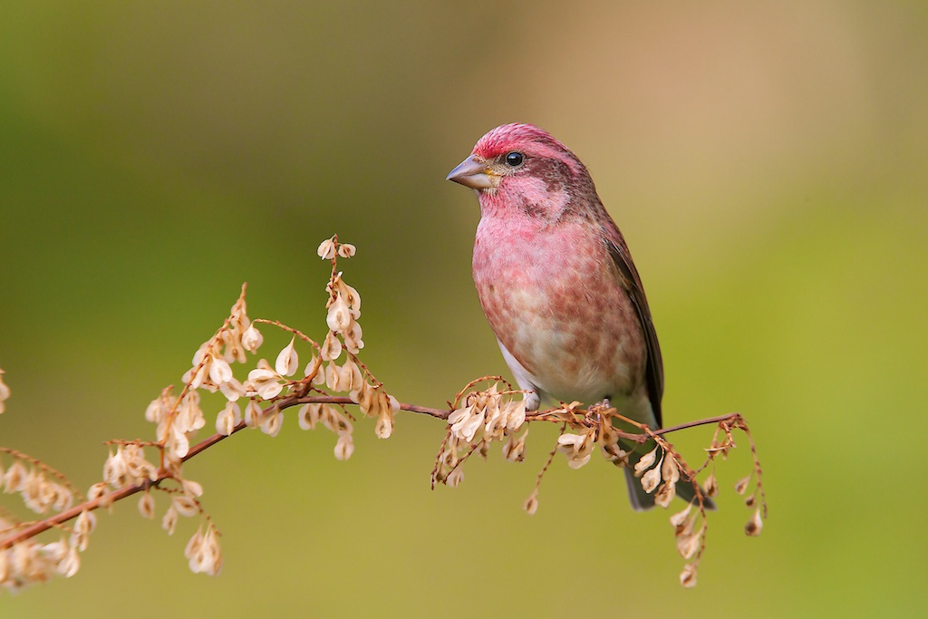 Purple Finch