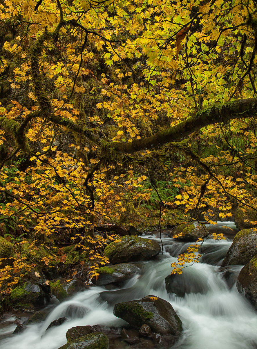 Multnomah Creek