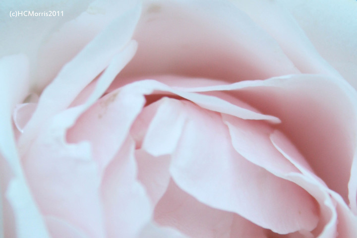 Rose Petals
