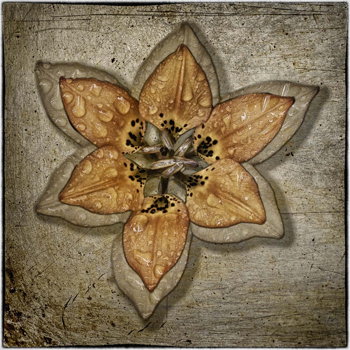 Textured Wood Lily
