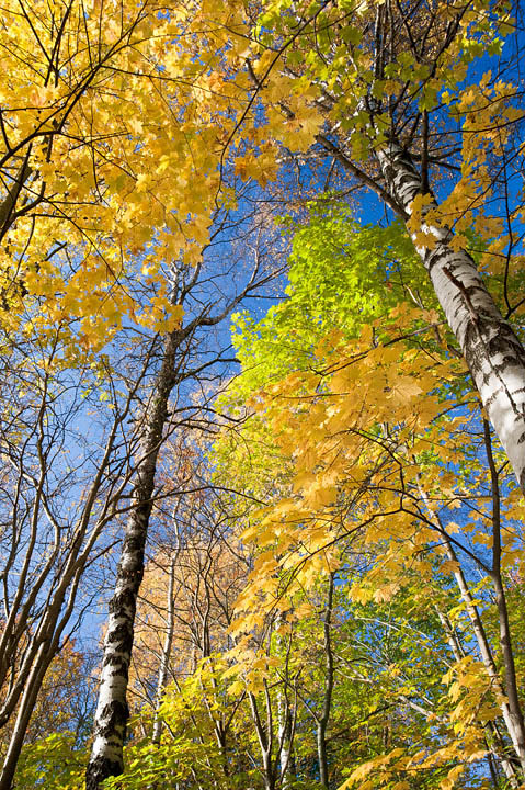 Autumn colors