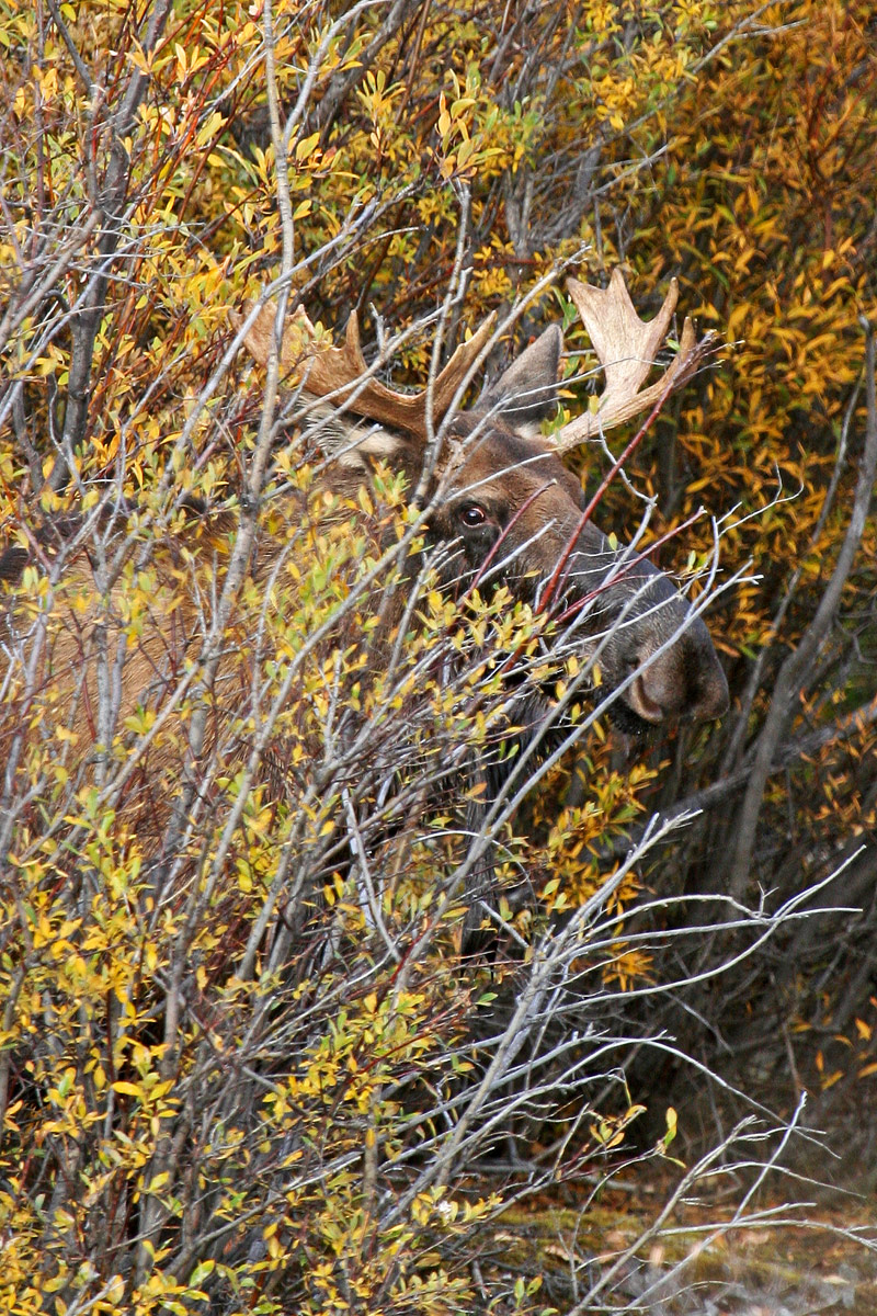 Peek a Moose