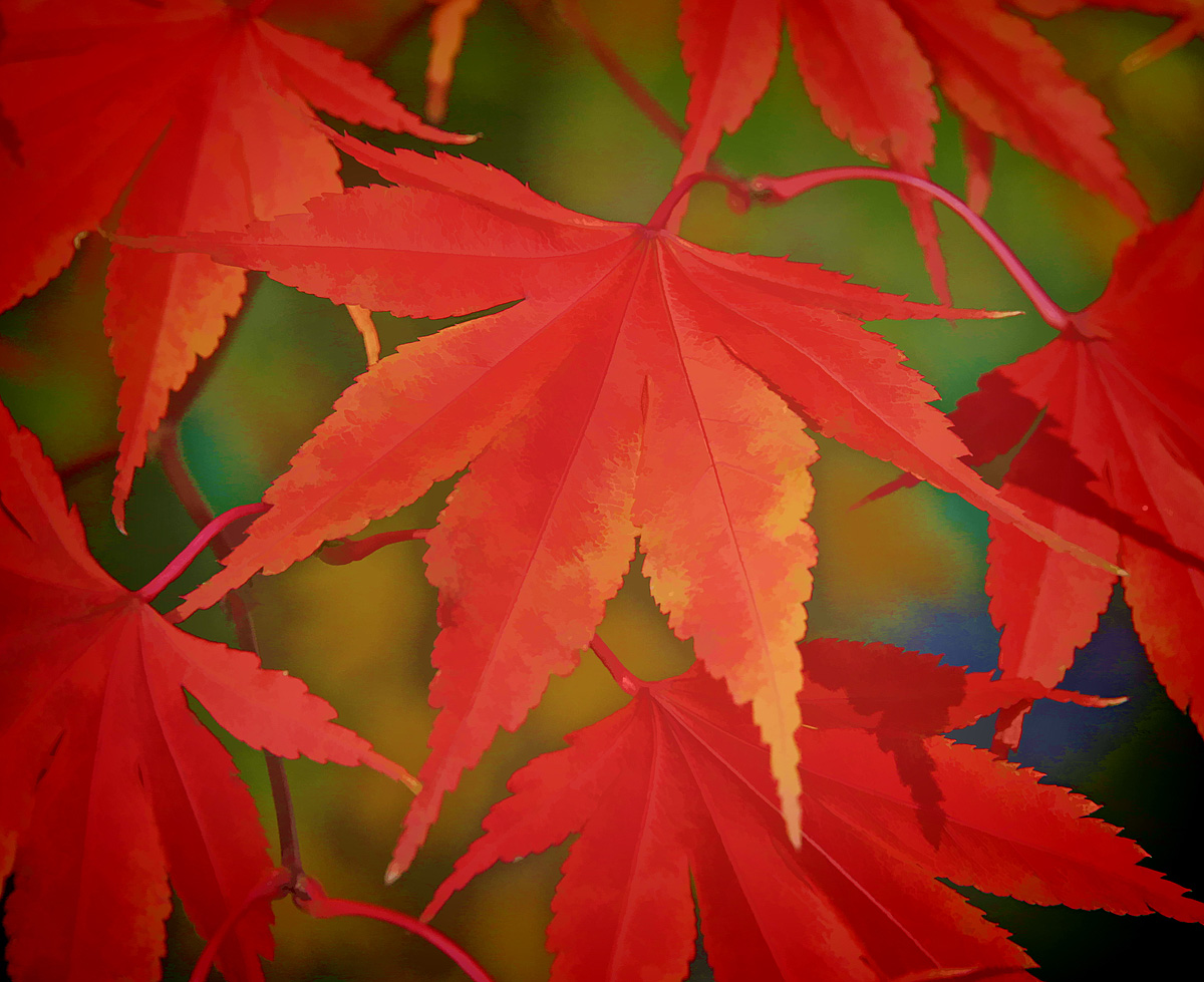 Fall Leaves Watercolor