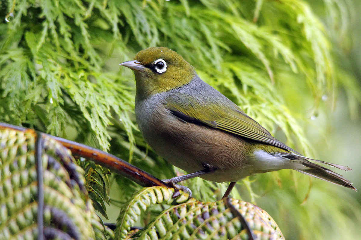 Silvereye (Tauhou)