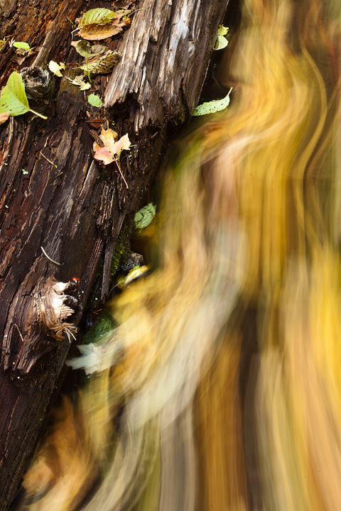 Swift Leaves