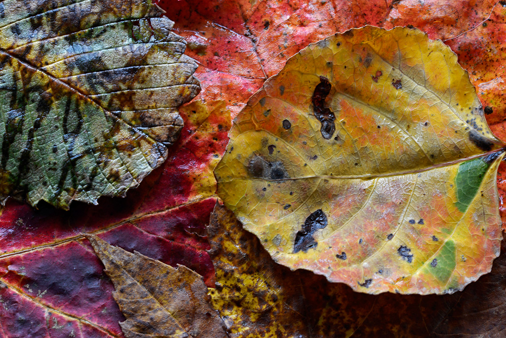 Autumn Leaves #3