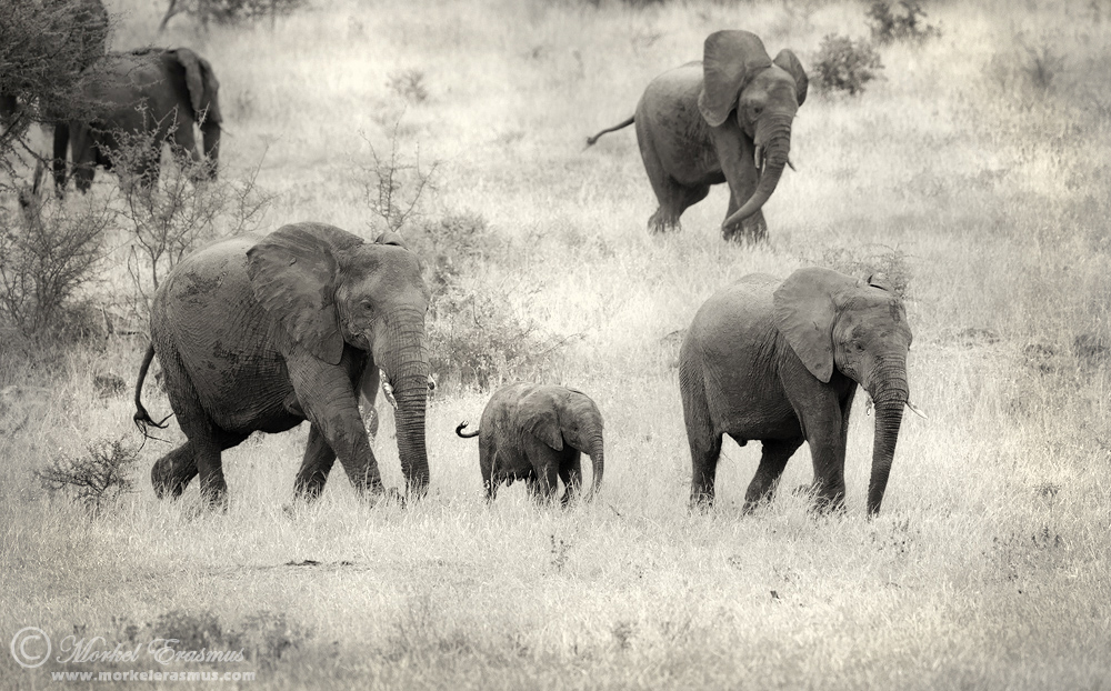 Elephant Procession