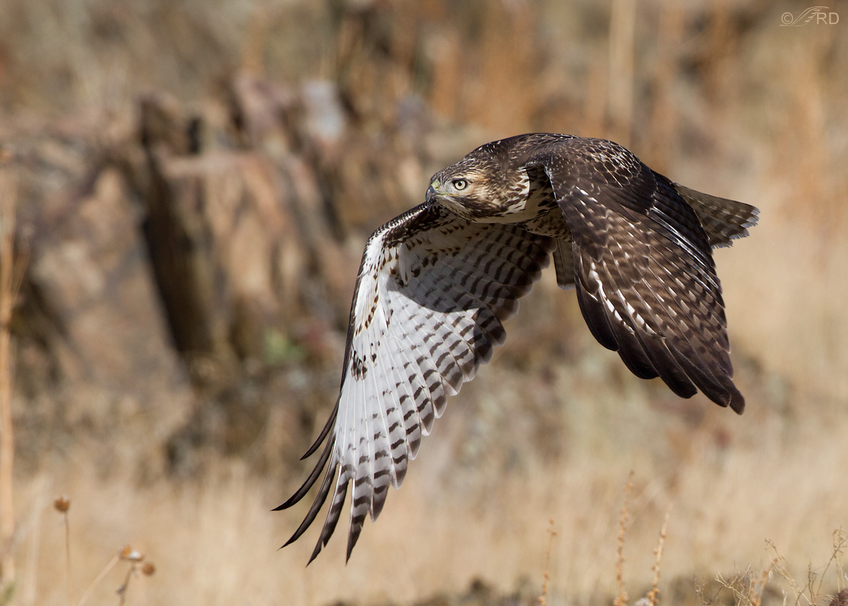 Red-tailed Hawk