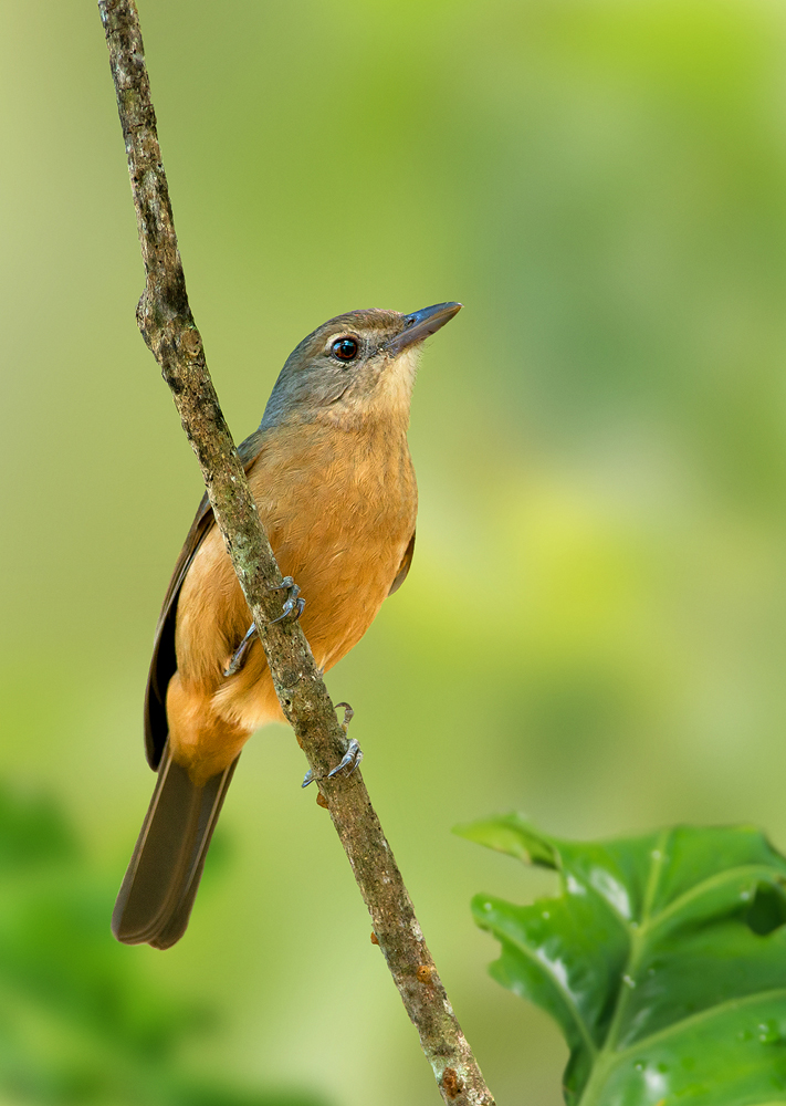 Bower's Shrike-thrush