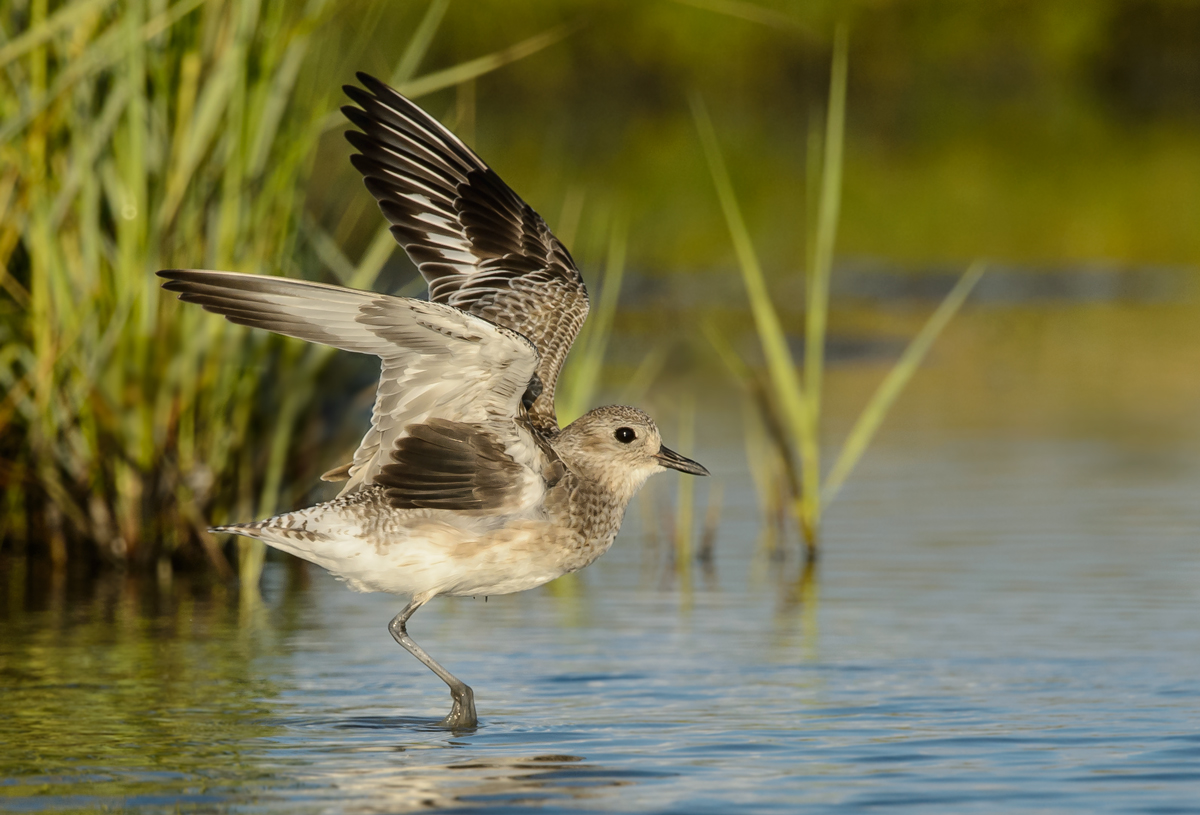 Black-bellied Plover