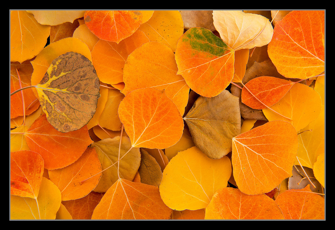 Autumn Fun!
