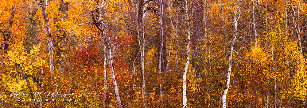 Canvas Of Color