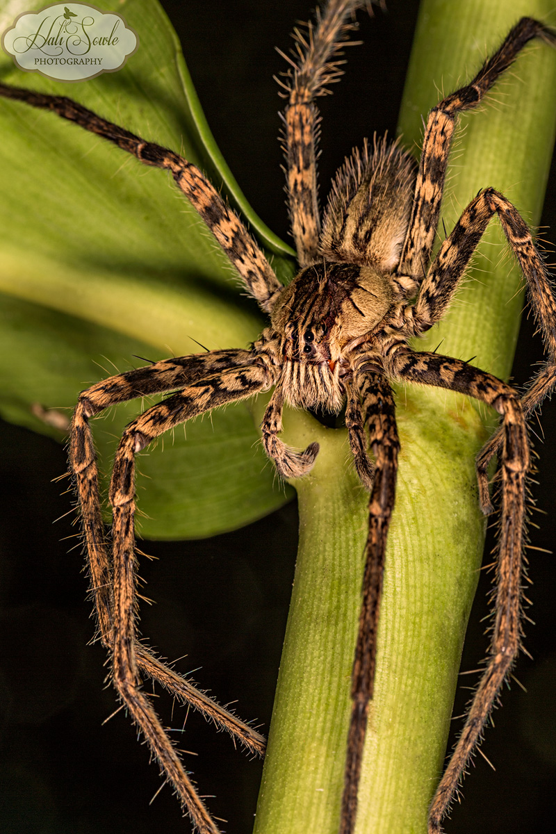 Costa Rican Spider