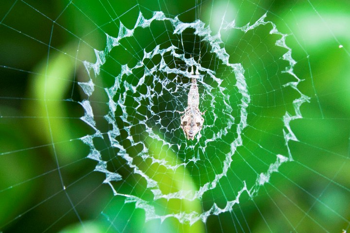 Eggs and Prey