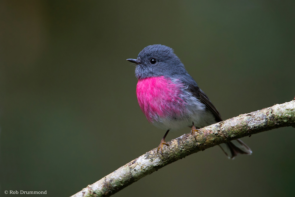 Rose Robin