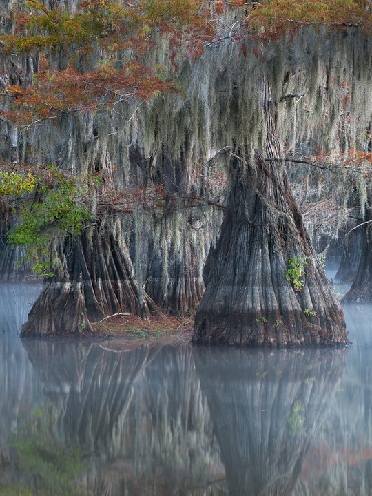 Fall Cypress