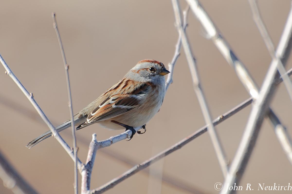 American Tree Sparrow