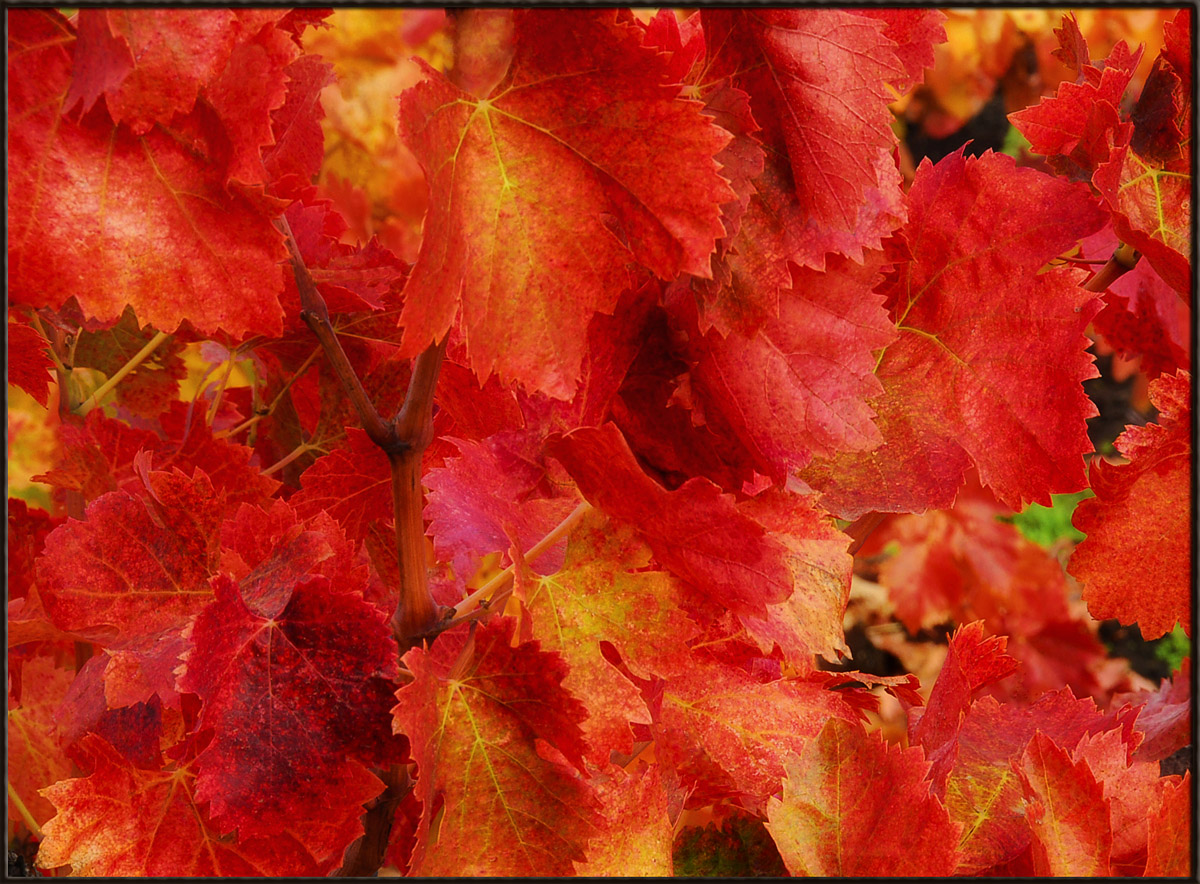 WC#558 - leaf macro
