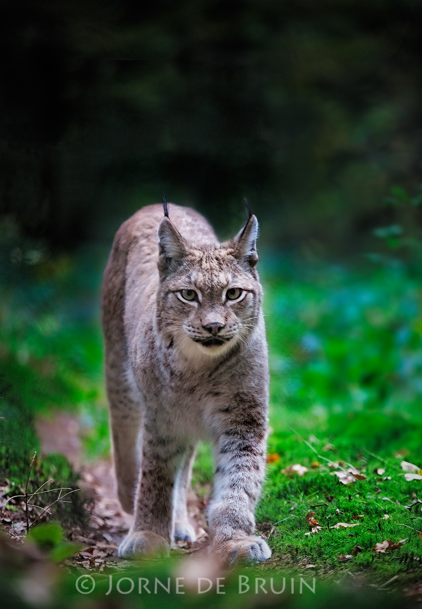 (c) Out for a stroll