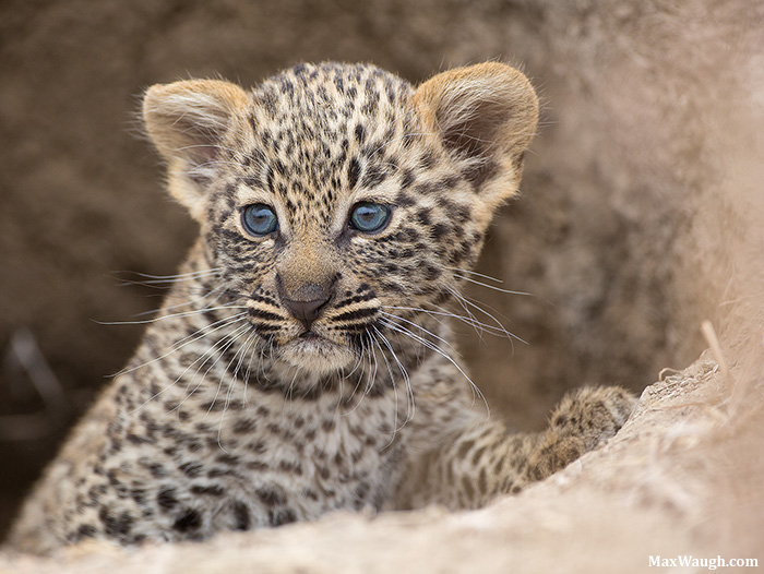 Salayexe's Cub