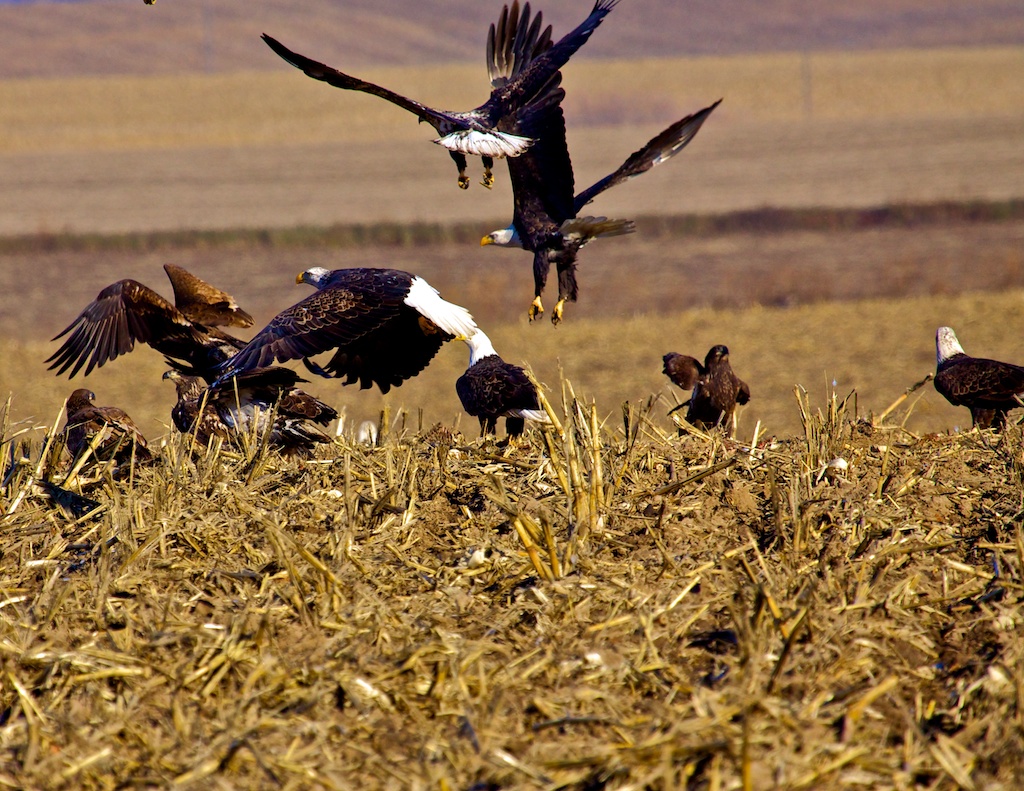 Eagle rendezvous