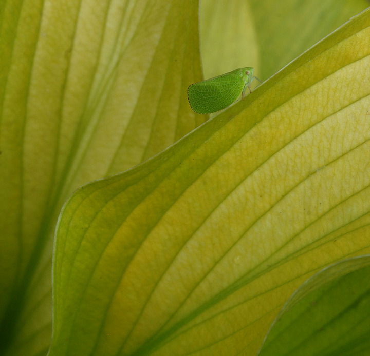 Leafhopper