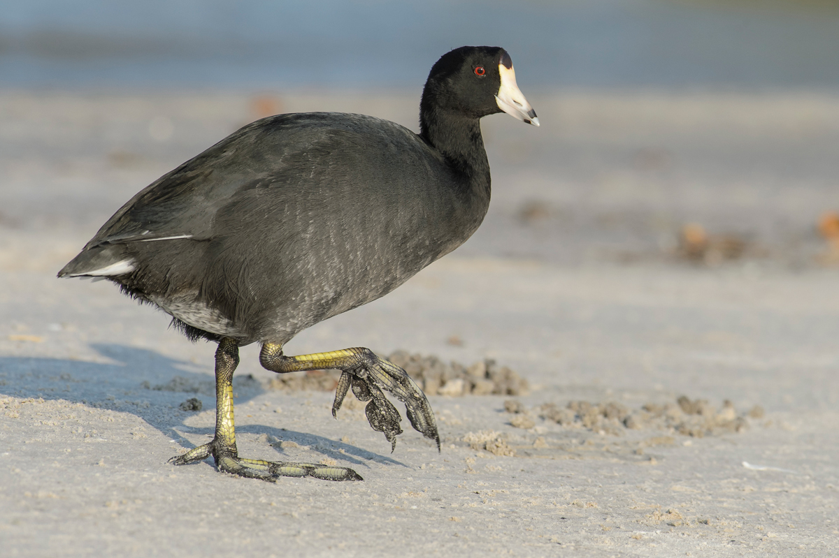 American Coot Repost
