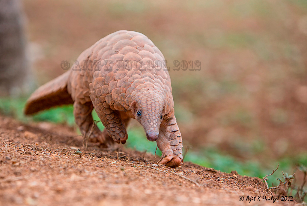 Indian pangolin