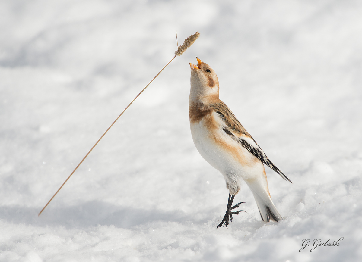 Snow Bunting