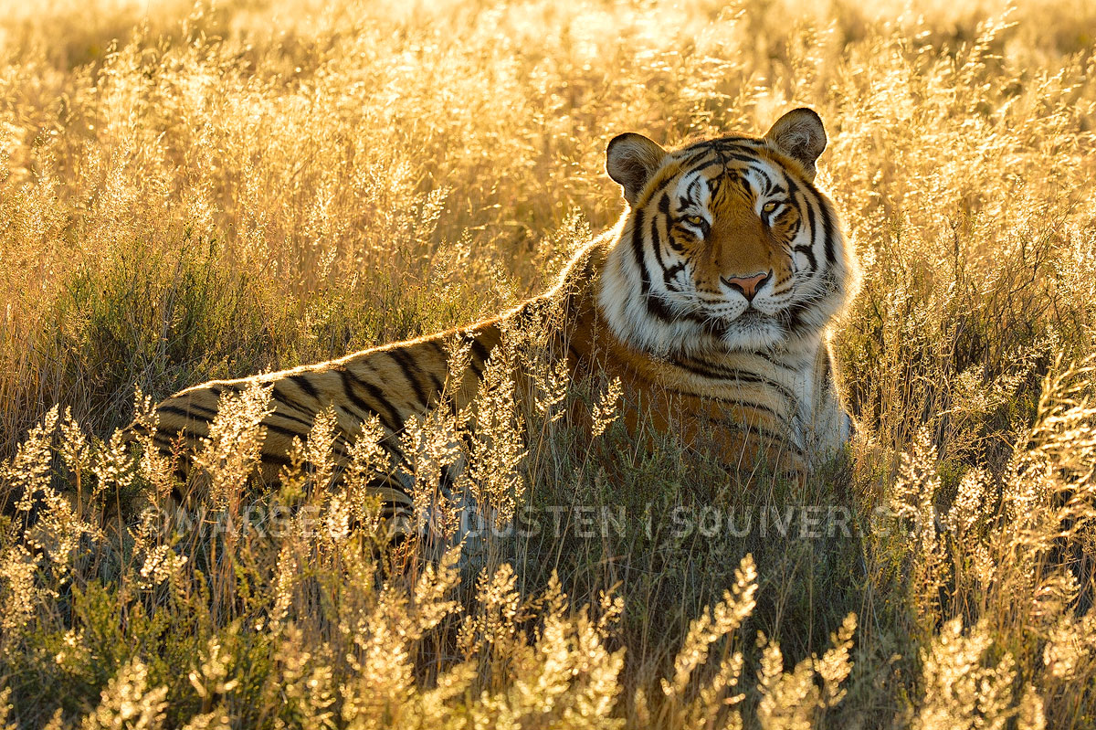 Panthera tigris