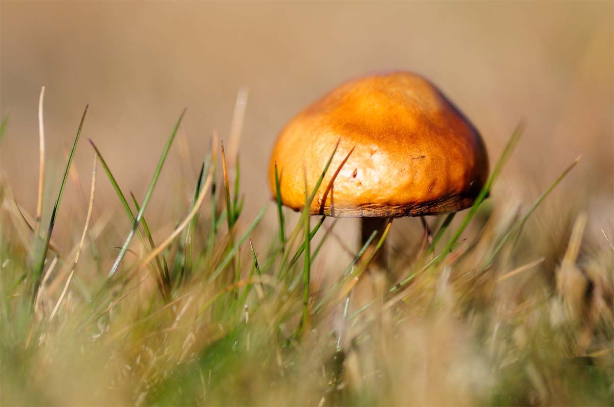 Mushroom