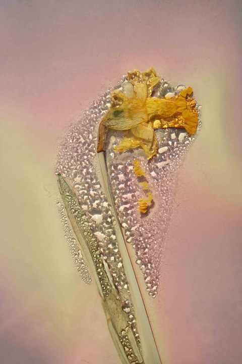 daffodil lumen