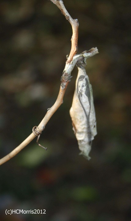 Man in Cocoon