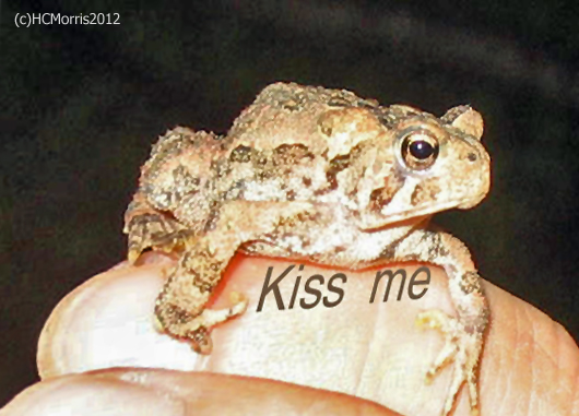 Kiss Me!!