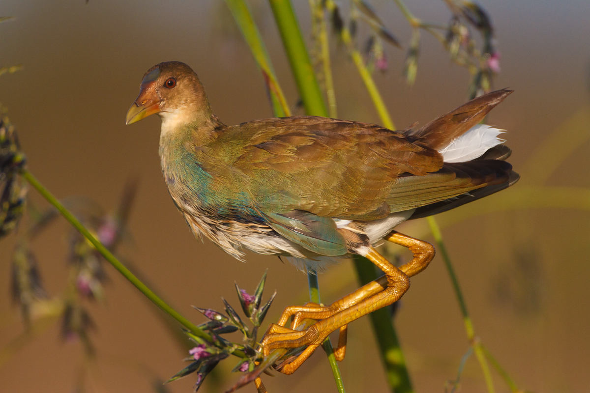 Gallinule?