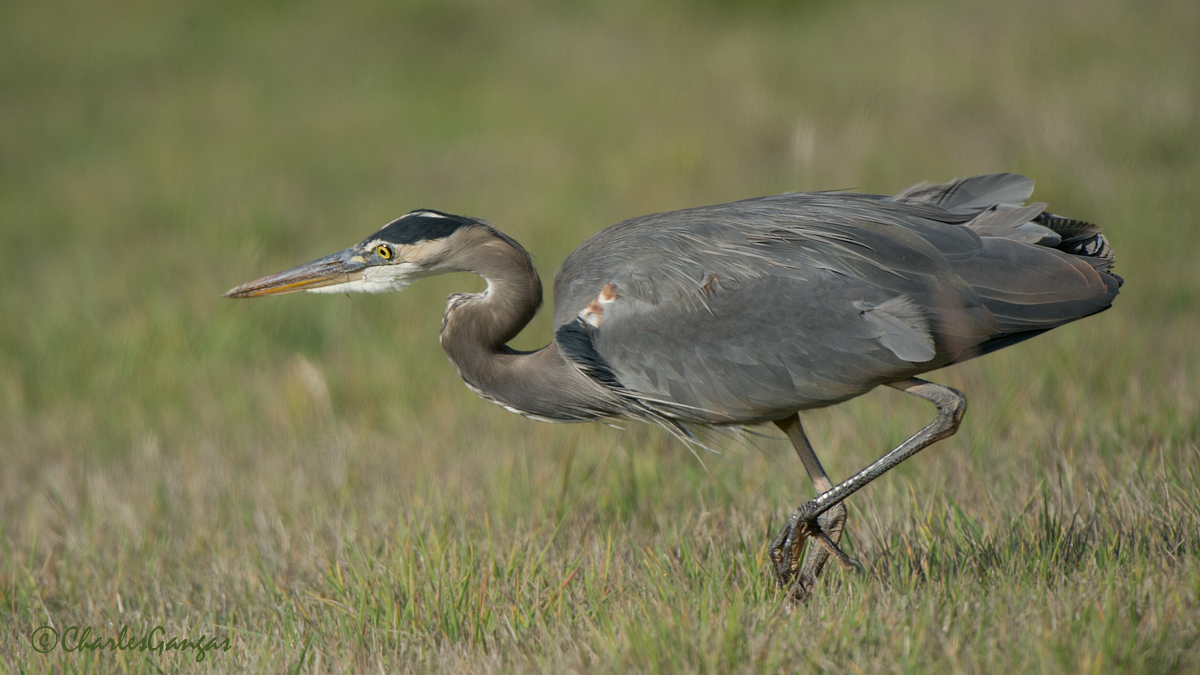 GBH Stalking
